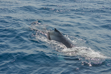 Naklejka premium beautiful close up photo shooting of humpback whales in Australia
