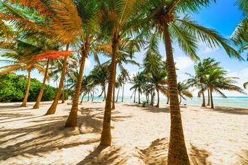 Several coconut palm trees in Bois Jolan beach in Guadeloupe