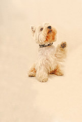 Doggys playing, enjoying and having fun.