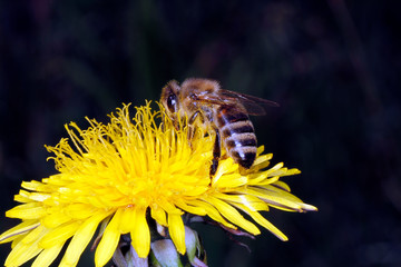 Honeybee, Dandelion, Blossom, Schmalkalden, Germany, Europe