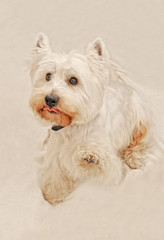 Doggys playing, enjoying and having fun.