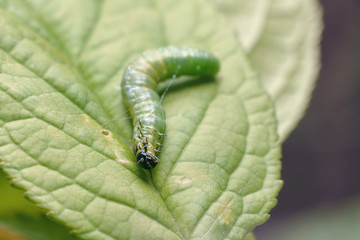 A fat green caterpillar with a shiny black head on a juicy green leaf. Macro photography of insects, selective focus, copy space.