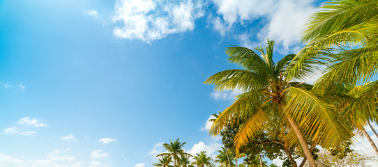 Colorful coconut palm trees under a blue sky in Guadeloupe