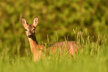 portrait of a doe deer head in the grass on a green meadow