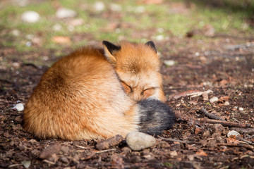 Sleeping fox