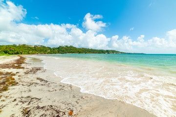 Clear water in Pointe de la Saline beach in Guadeloupe