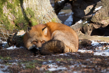 Sleeping fox