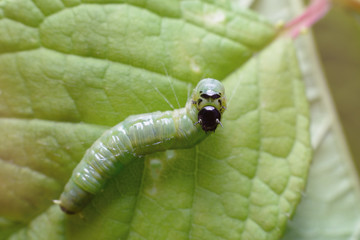 A fat green caterpillar with a shiny black head on a juicy green leaf. Macro photography of insects, selective focus, copy space.