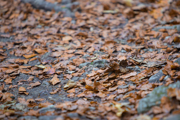 Colorful leaves in the autumn