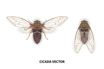 Cicada vector on white background