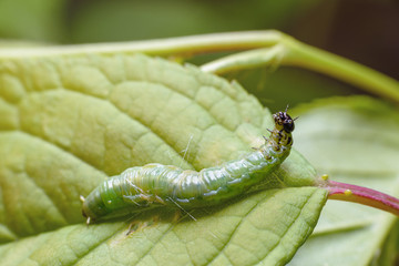 A fat green caterpillar with a shiny black head on a juicy green leaf. Macro photography of insects, selective focus, copy space.