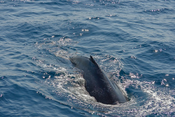 beautiful close up photo shooting of humpback whales in Australia, offshore Sydney during the whale...