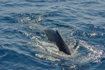 beautiful close up photo shooting of humpback whales in Australia, offshore Sydney during the whale watching cruiser