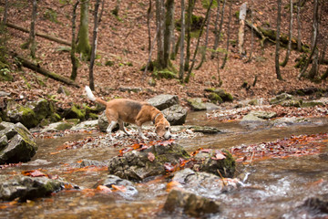 Beagle dog outdoors in the forest, autumn