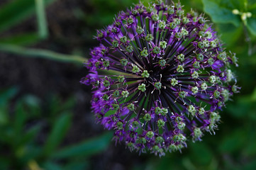 beautiful bloom purple allium