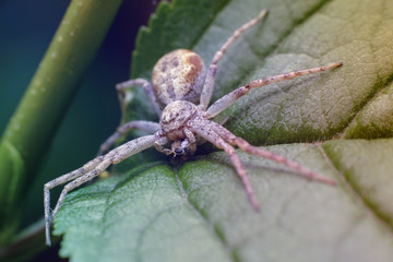 A big scary spider devours a small fly on a juicy green leaf. Macro photography of insects, selective focus, copy space.