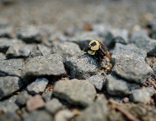 American Carrion Beetles mating