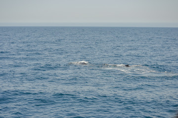Fototapeta premium beautiful close up photo shooting of humpback whales in Australia, offshore Sydney during the whale watching cruiser