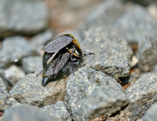 American Carrion Beetles mating