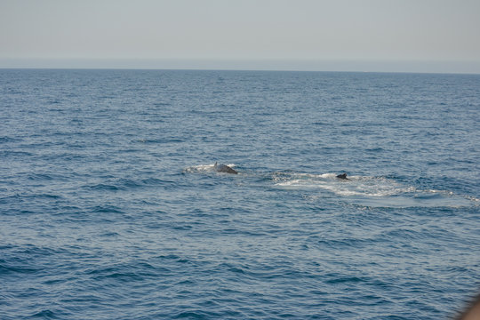 beautiful close up photo shooting of humpback whales in Australia, offshore Sydney during the whale watching cruiser
