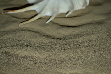 Beautiful seashell on the background of sand and stones