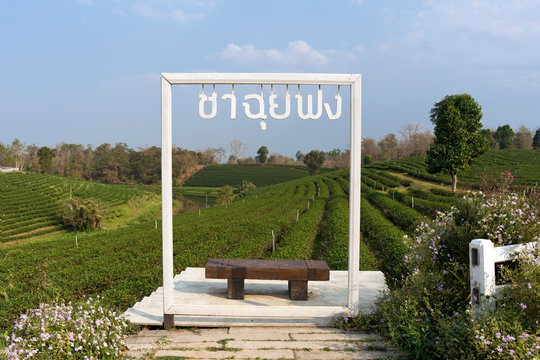 Viewpoint at Choui Fong Tea Plantation, Chiang Rai, North Thailand