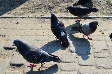 pigeons on the street