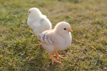 Two newborn chicken on a meadow