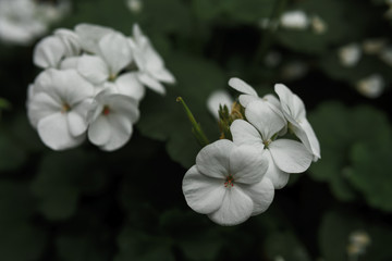 Close up shot of white garden flower