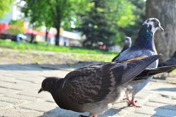 birds in the garden