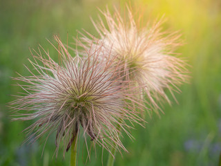 Pulsatilla vulgaris with seed grows in the field in warm sunshine.