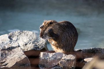 Portrait of a Nutria