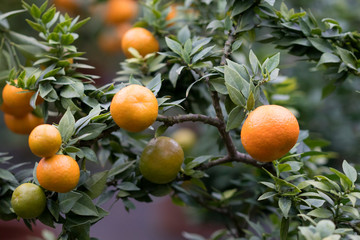 Orange Tree in close