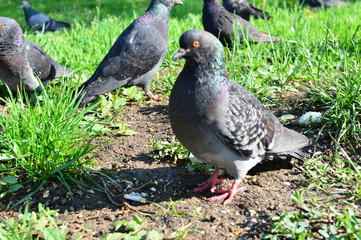 gray pigeons in the city park