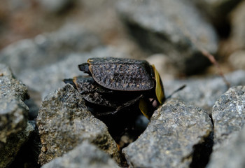 American Carrion Beetles mating