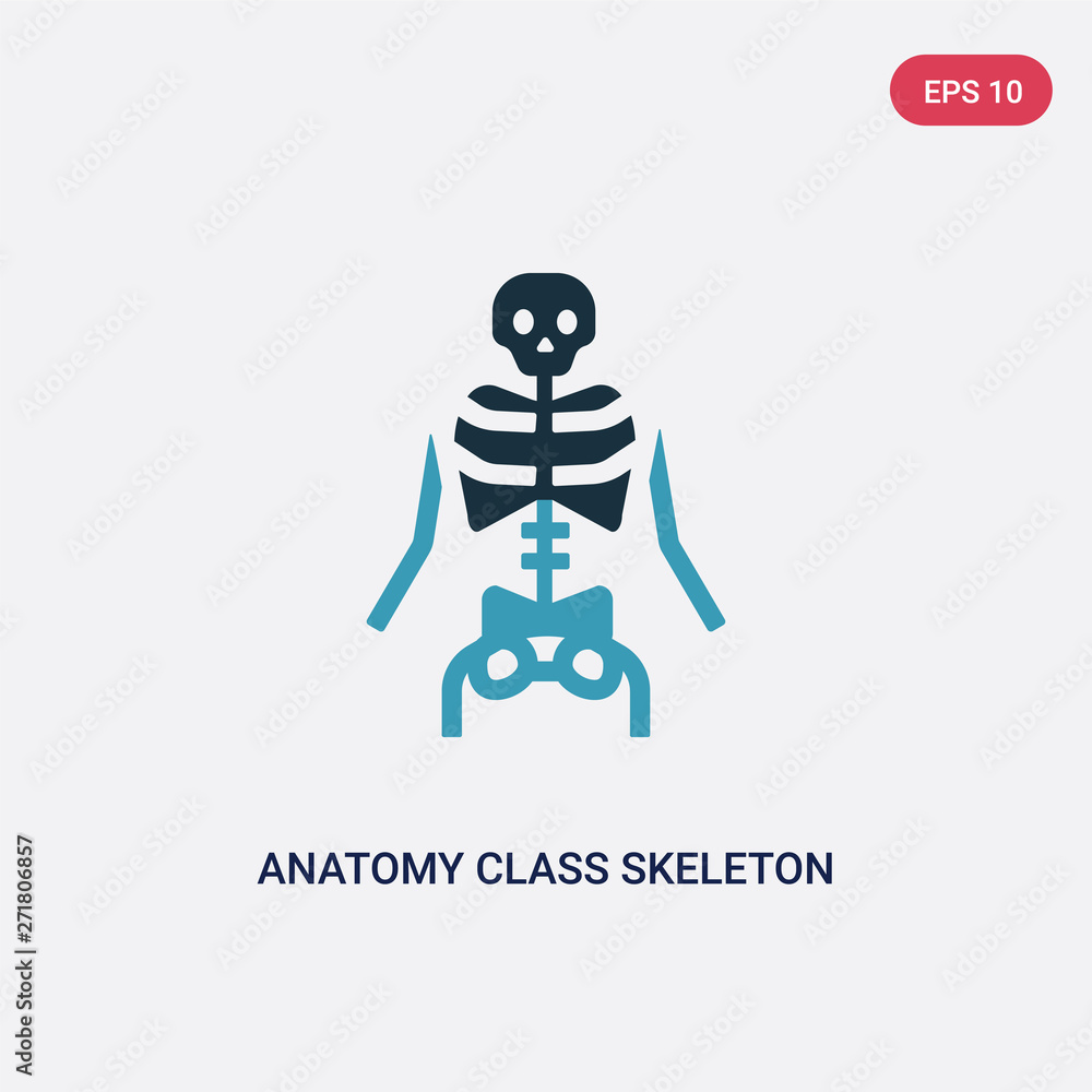 Poster two color anatomy class skeleton vector icon from user interface concept. isolated blue anatomy clas