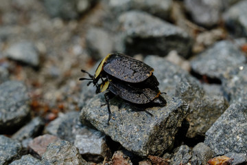 American Carrion Beetles mating