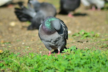 gray pigeons in the city park