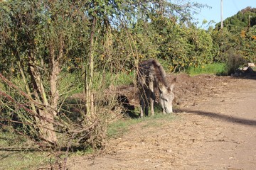 Grazing donkey in the field