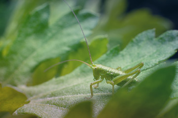A small bright green grasshopper lurk on a green leaf. Macro photography of insects, selective focus, copy space.