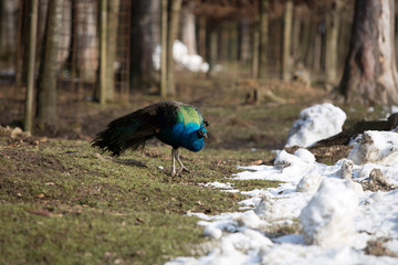 Portrait of a colourful peacock