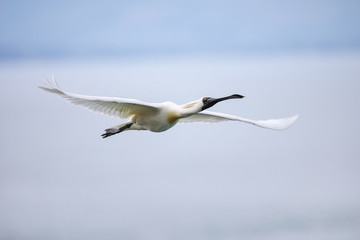 Royal spoonbill in flight, Taiaroa Head, Otago Peninsula, New Zealand.