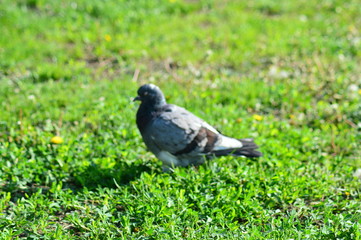 gray pigeons in the city park