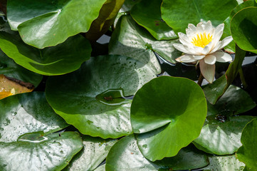 flower of water lily white hatched