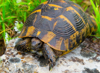 Beautiful turtle in the wild - close up view