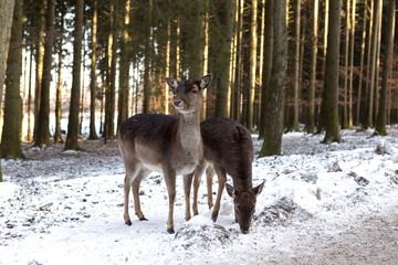 Two roe deer in snowy forest