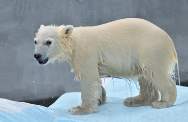 polar bear