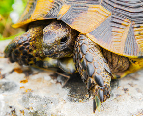 Beautiful turtle in the wild - close up view