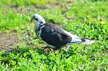 gray pigeons in the city park