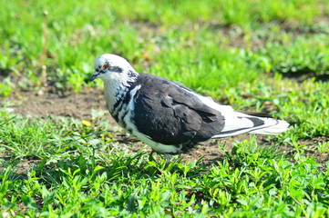gray pigeons in the city park